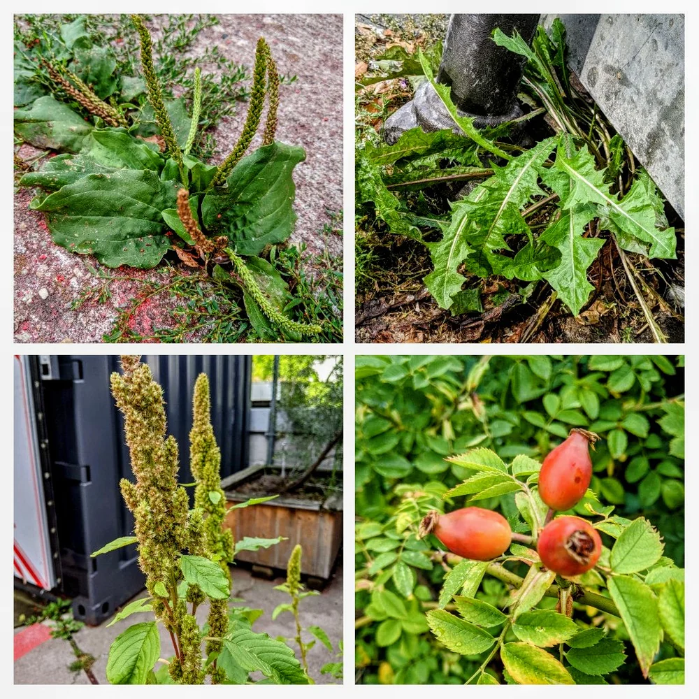 Pictures taken randomly in Berlin. From top left, clockwise: Plantago, Taraxacum, Rosa, Amaranthus.